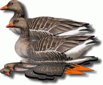 NRA FUD Greylag Goose Decoys x 6